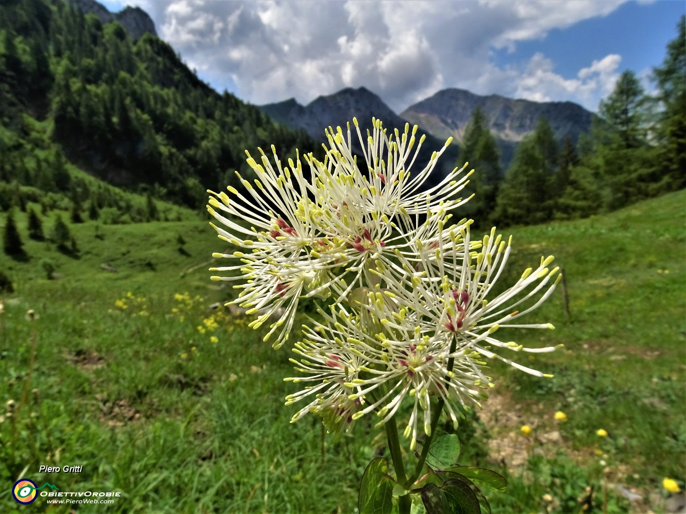 62 Thalictrum aquilegifolium  (Pigamo colombino) nei prati della Casera Mezzeno.JPG